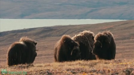 A fehér farkas birodalma 1. évad 02. rész