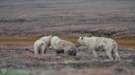 A fehér farkas birodalma 1. évad 03. rész