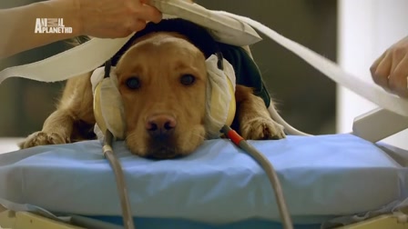 A kutyák igaz története 1. évad 01. rész