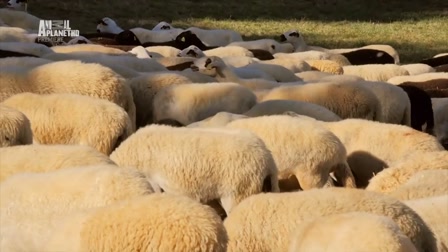 A kutyák igaz története 1. évad 03. rész