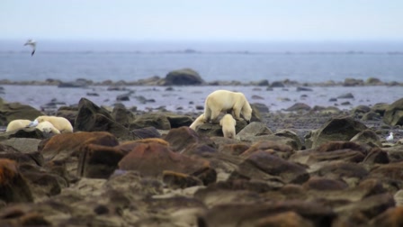 Csúcsragadozók harca 1. évad 04. rész