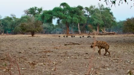Csúcsragadozók harca 1. évad 05. rész