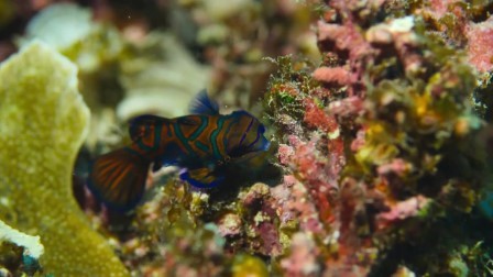 Élő bolygónk 1. évad 01. rész