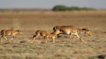 Élő bolygónk 1. évad 04. rész