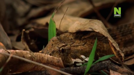 Különleges kígyók 1. évad 01. rész
