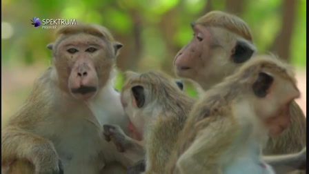 Majmok szigete 1. évad 02. rész