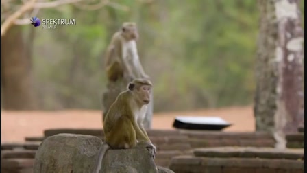 Majmok szigete 1. évad 03. rész