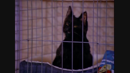 Sabrina a tiniboszorkány 1. évad 19. rész