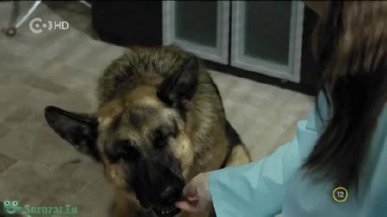 Egyik kutya, másik eb  1. évad 19. rész