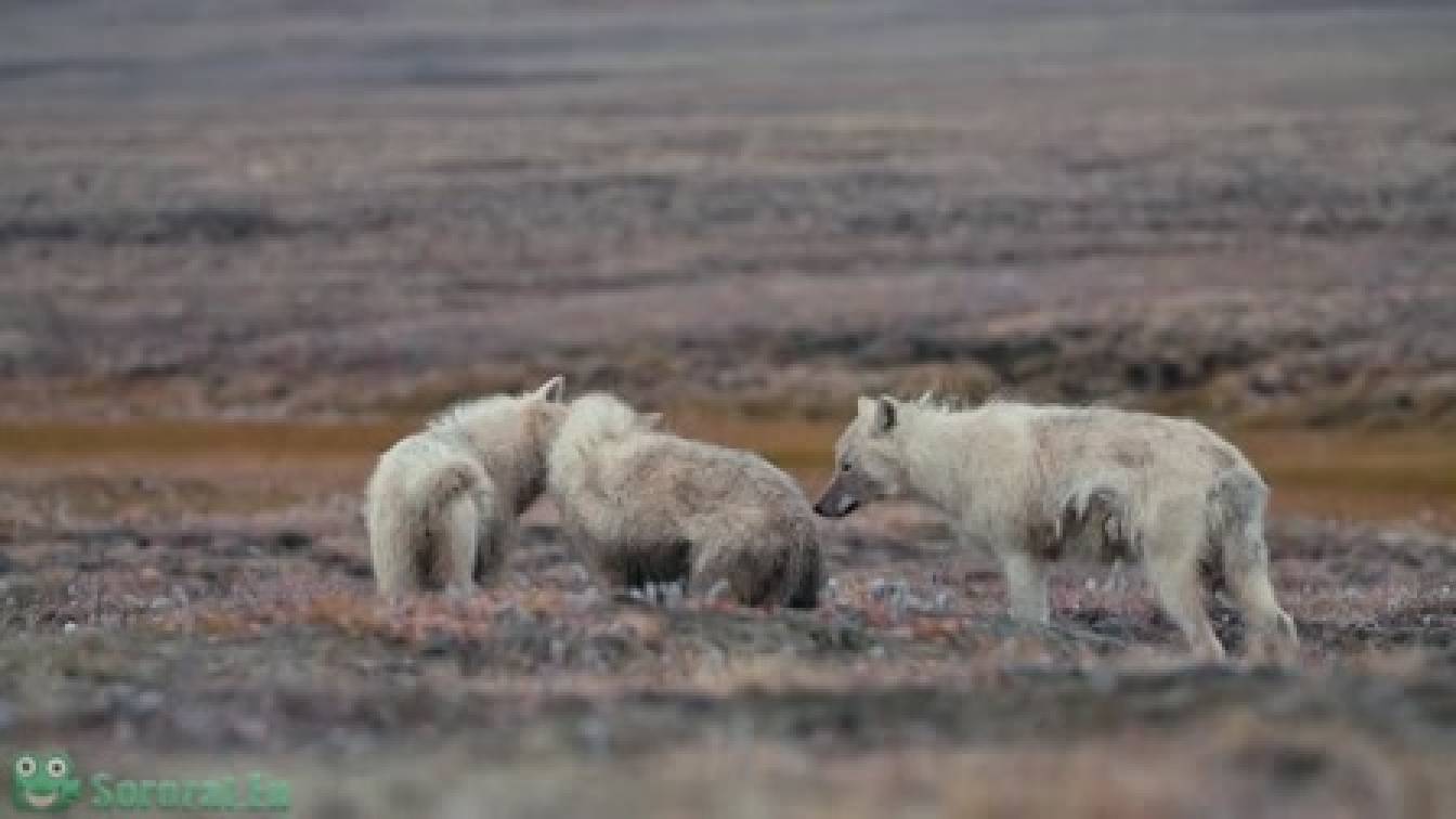 A fehér farkas birodalma 1. évad 03. rész
