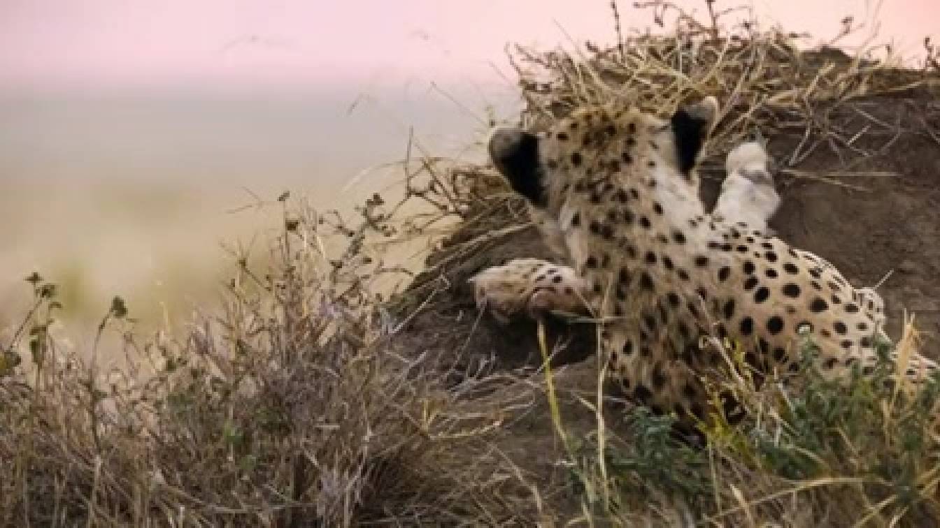 Csúcsragadozók harca 1. évad 01. rész