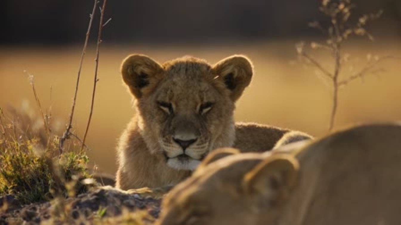 Csúcsragadozók harca 1. évad 02. rész