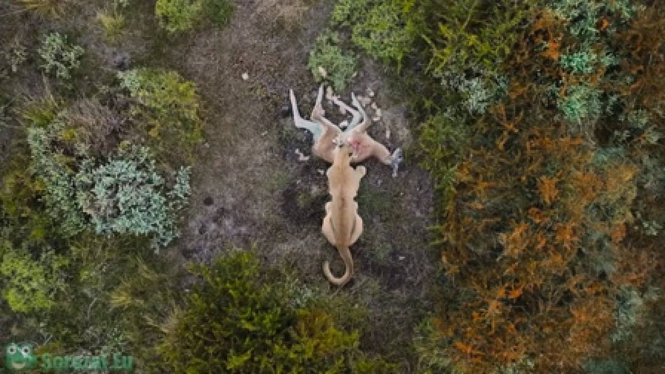 Csúcsragadozók harca 1. évad 03. rész