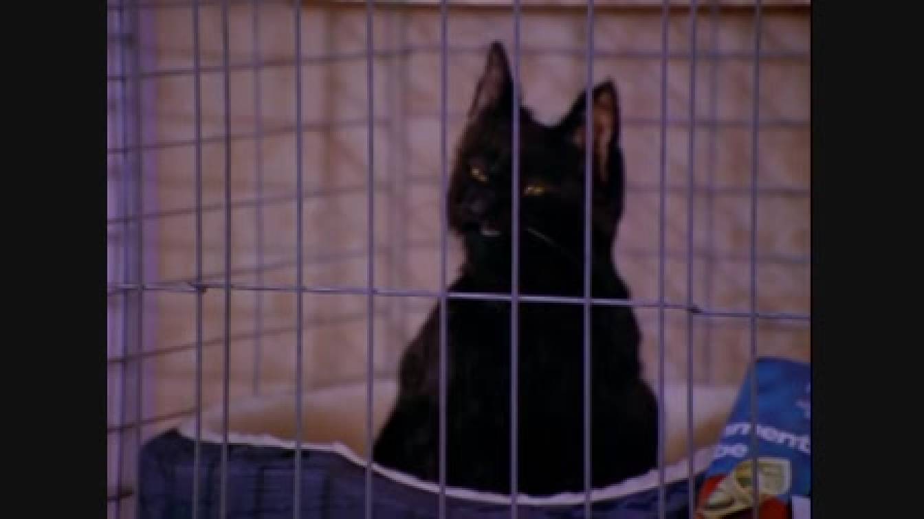 Sabrina a tiniboszorkány 1. évad 19. rész