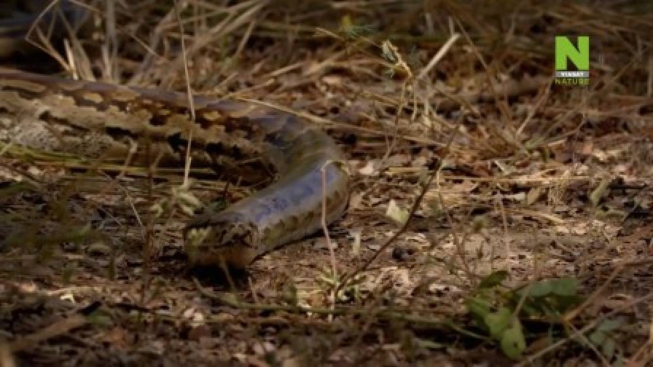 Különleges kígyók 1. évad 02. rész