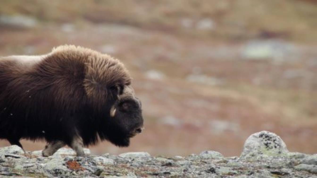 Élő bolygónk 1. évad 02. rész