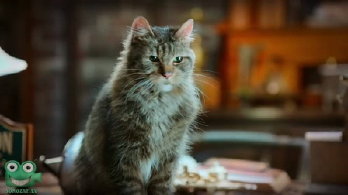 Félénk kiscicák 1. évad 04. rész