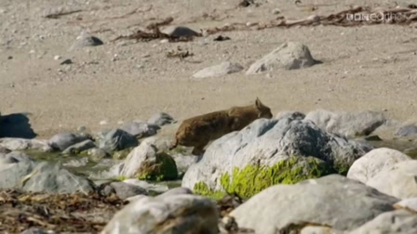 Nagymacskák 1. évad 02. rész