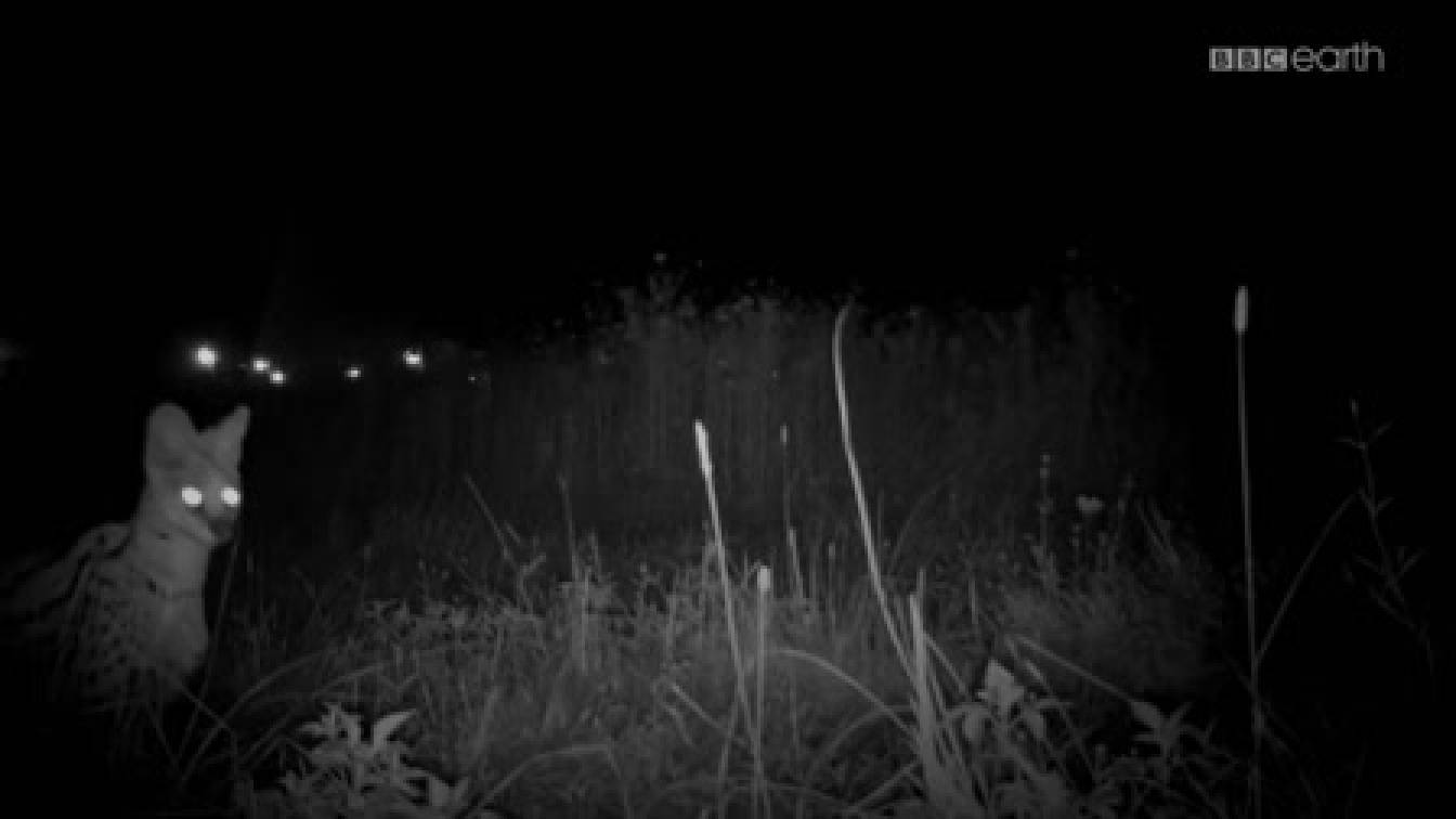 Nagymacskák 1. évad 03. rész