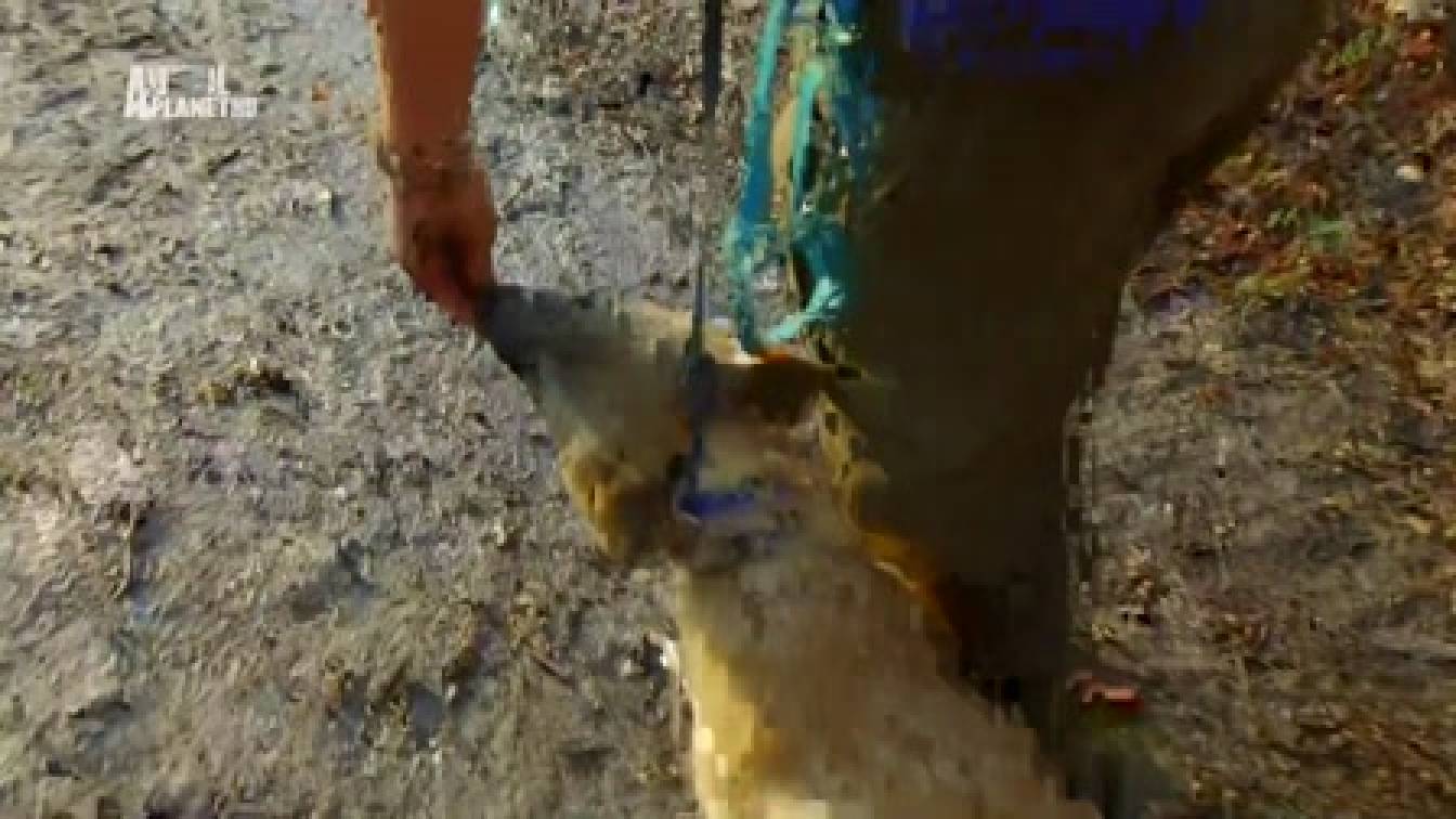 A kutyák igaz története 1. évad 04. rész