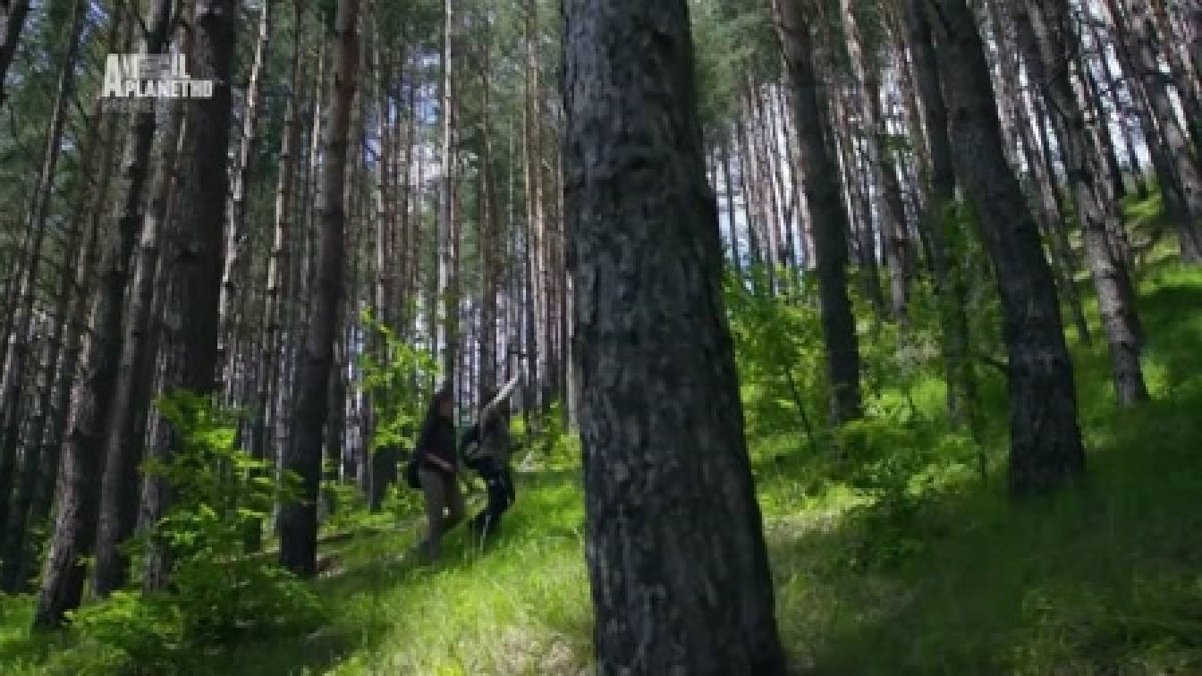 A kutyák igaz története 1. évad 05. rész