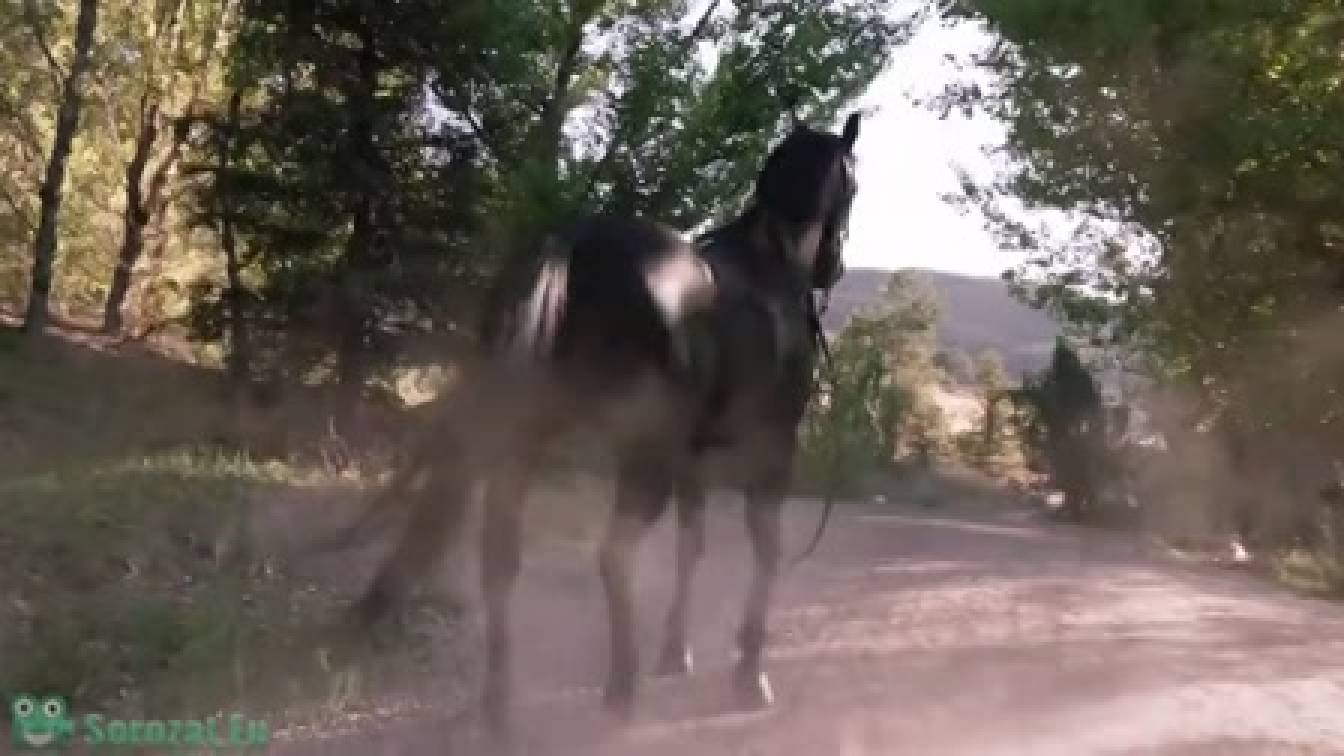 Szégyentelenek 8. évad 09. rész