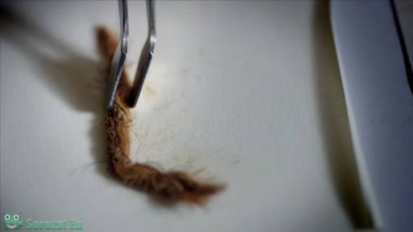 Az ősök átka 1. évad 03. rész