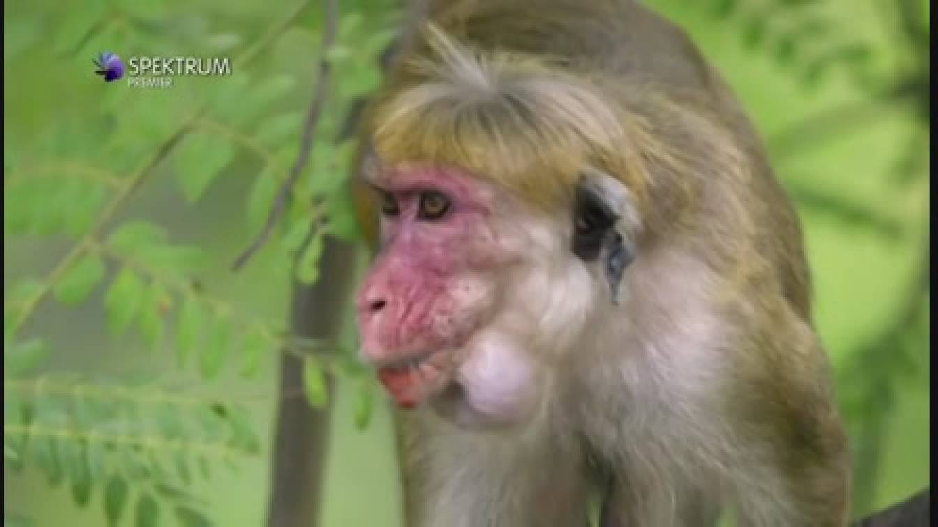 Majmok szigete 1. évad 01. rész