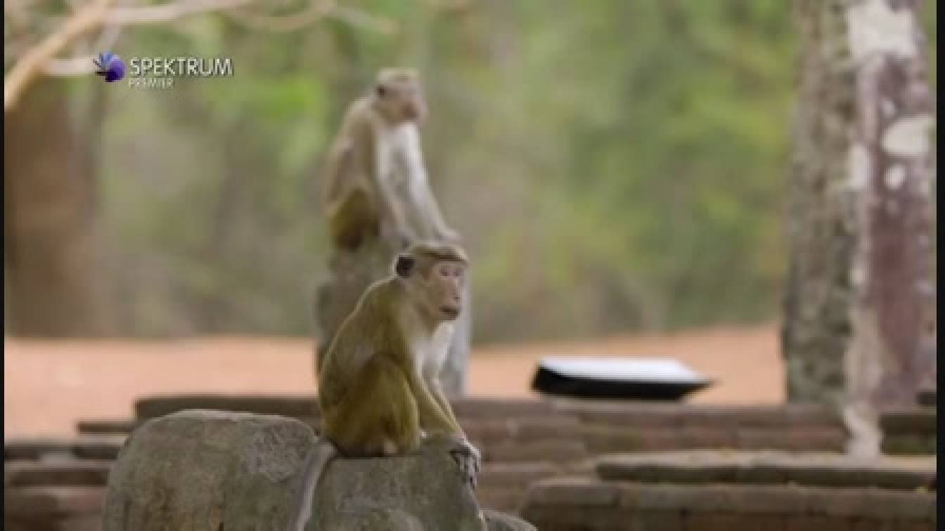 Majmok szigete 1. évad 03. rész